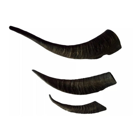 Australian Goat Horns
