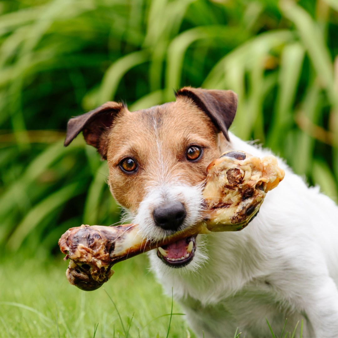 Lamb Shank Bone Pawfect Pets